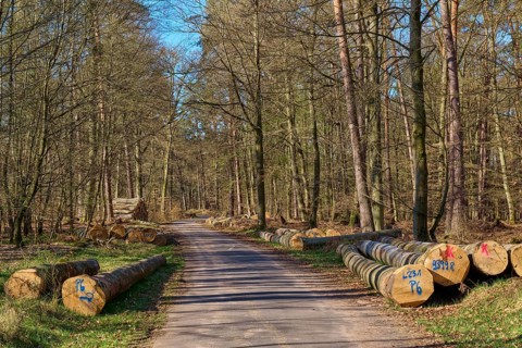 A path leads through a forest with piled up tree trunks on both sides, the atmosphere is calm and