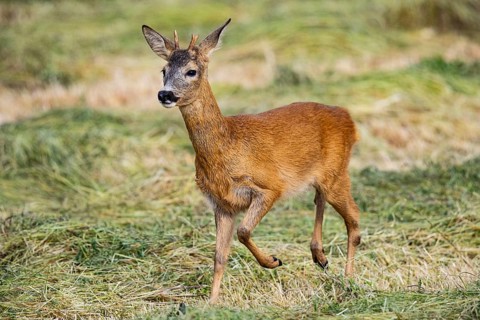 Roe deer (Capreolus capreolus) Buck rutting Germany