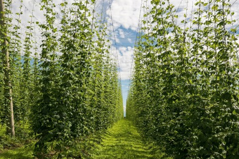 Village and hop gardens, hop growing, hop plantation, Neukirch, near Tettnang, behind the Swiss