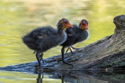 Eurasian burbot (Fulica atra) chicks on a trunk in the water. Bas Rhin, Alsace, France, Europe