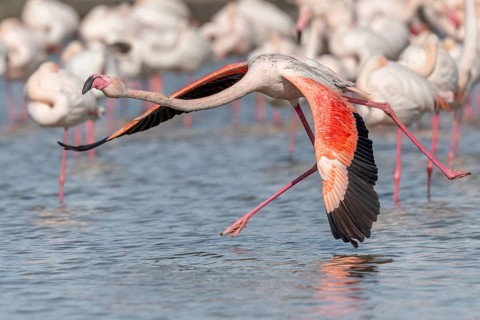 Flamingo (Phoenicopterus roseus) jumping out of a pond. Saintes Maries de la Mer, Parc naturel
