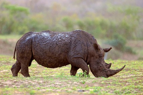 White rhino, white rhino (Ceratotherium simum), adult feeding, Hluhluwe Umfolozi National Park,