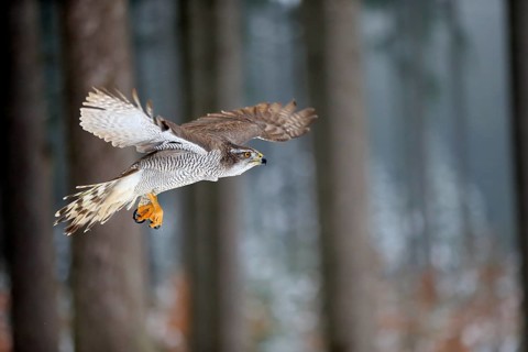 Goshawk (Accipiter gentilis), adult in winter, flying in the snow, Zdarske Vrchy, Bohemian-Moravian