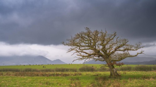 Single windswept tree without leaves is seen in a meadow with grazing cows and mountains in the