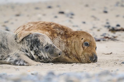Grey seal (Halichoerus grypus) playing with each other on the beach, Düne, Helgoland,