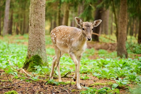 European fallow deer (Dama dama) hind walking in a forest, Bavaria, Germany, Europe