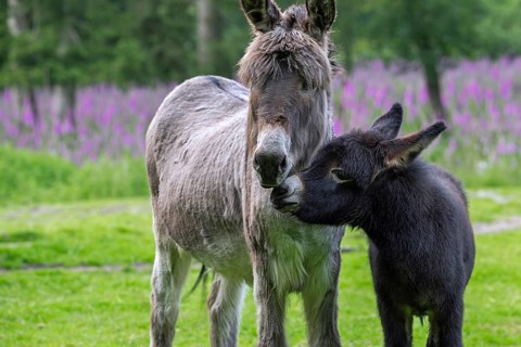 Miniature donkey with black foal, close-up portrait in meadow with flowers in spring, Mediterranean