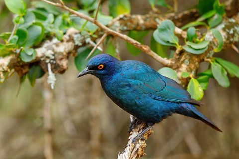Cape starling (Lamprotornis nitens), Mkuze Game Reserve, Mkuze, KwaZulu-Natal, South Africa, Africa