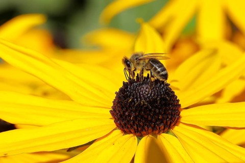 European honey bee (Apis mellifera), collecting nectar from a yellow coneflower (Echinacea