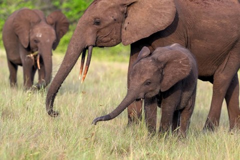 African forest elephants (Loxodonta cyclotis) in a clearing in Loango National Park, Parc National