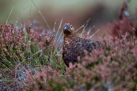 Red Grouse (Lagopus lagopus scotica) in the Highlands, Scotland, Great Britain