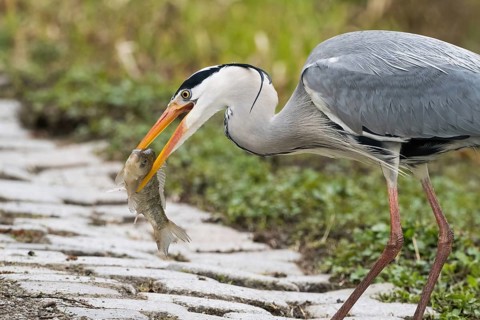 A grey heron (Ardea cinerea) posing with a caught fish in its beak on a stony path, Hesse, Germany,