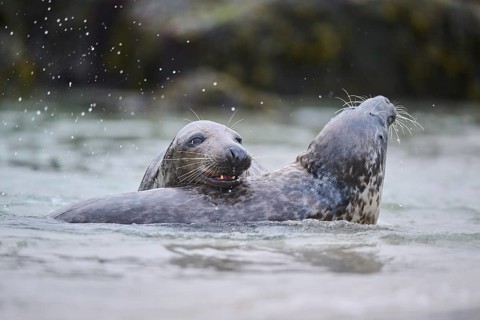 Grey seal (Halichoerus grypus) playing with each other in the water, sea, Düne, Helgoland,