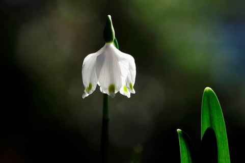 Beautiful blossom of the marchberry (Leucojum vernum), macro photography, March, Germany, Europe