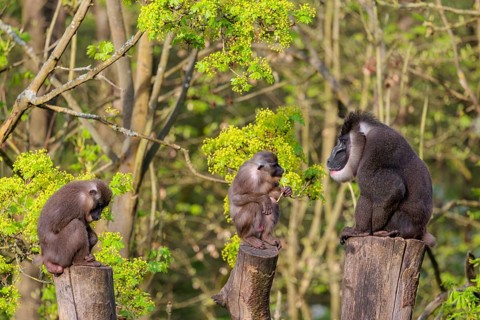 Three Drills (Mandrillus leucophaeus), a male and two females, sit high up on the three stumps of a