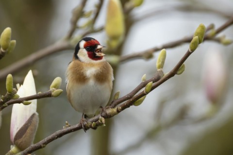 European goldfinch (Carduelis carduelis) adult bird singing on a garden Magnolia tree branch with
