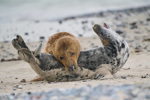 Grey seal (Halichoerus grypus) playing with each other on the beach, Düne, Helgoland,