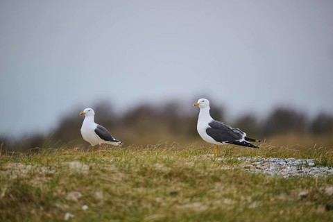 Yellow-legged gull (Larus michahellis) standing in the grass, Düne, Helgoland, Schleswig-Holstein,