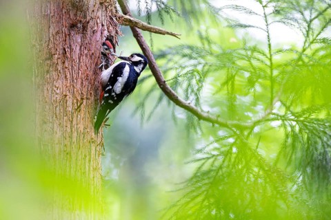 Great spotted woodpecker (Dendrocopos major), female feeds almost fledged young bird in the