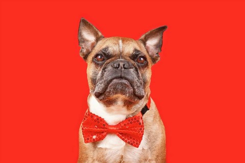 Elegant French Bulldog dog wearing wearing bow tie on red background