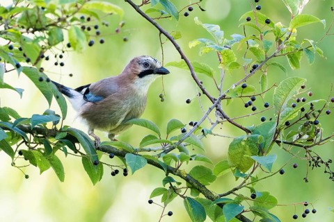 A jay (Garrulus Glandarius) sitting on a branch with green leaves and small berries in the