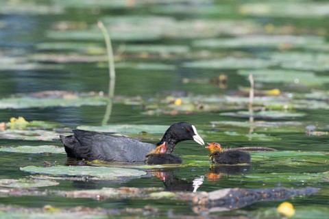 Eurasian burbot (Fulica atra) feeding its chicks. Bas Rhin, Alsace, France, Europe