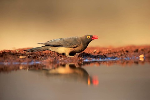 Red-billed oxpecker (Buphagus erythrorhynchus), adult, at the water, drinking, alert, Kruger