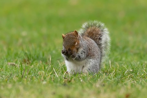 Grey squirrel (Sciurus carolinensis) adult animal washing its face, England, United Kingdom, Europe