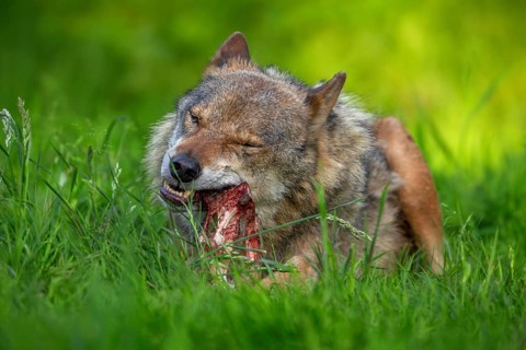 Eurasian wolf, grey wolf (Canis lupus lupus) gnawing on meat and bone of its prey in grassland,