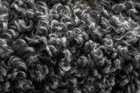 Black and white curly lambskin, close-up, Gotland sheep, Gotland Island, Sweden, Europe