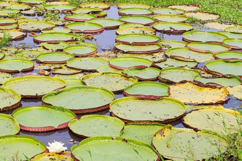 Giant water lily (Victoria amazonica) Pantanal Brazil
