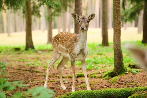 European fallow deer (Dama dama) hind standing in a forest, Bavaria, Germany, Europe