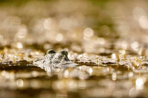 Frog in a pond, June, Saxony, Germany, Europe