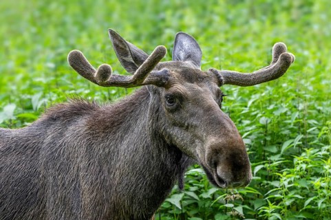 Moose, elk (Alces alces) close-up portrait of bull, male with small antlers covered in velvet in