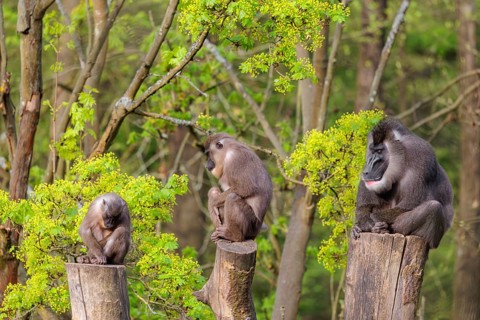 Three Drills (Mandrillus leucophaeus), a male and two females, sit high up on the three stumps of a