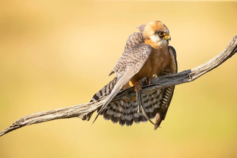 Red-footed falcon (Falco vespertinus) female, with captured lizard, Hungary, Europe