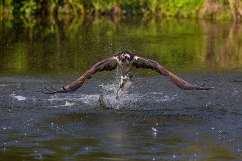 Western osprey (Pandion haliaetus) fishing, Finland, Europe