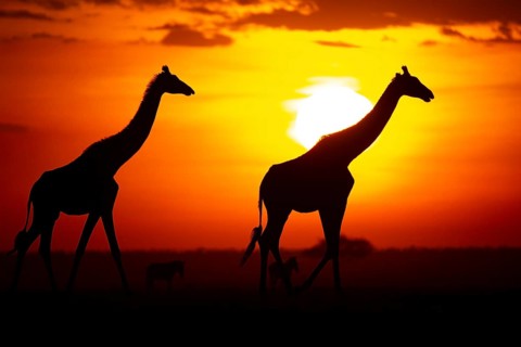 Masai giraffe (Giraffa c. tippelskirchi) Masai Mara Kenya#