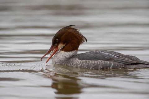 Common merganser (Mergus merganser) female, with fish, Germany, Europe