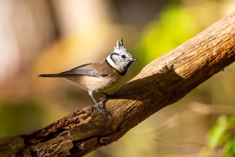 Crested Tit (Parus cristatus), Germany, Europe