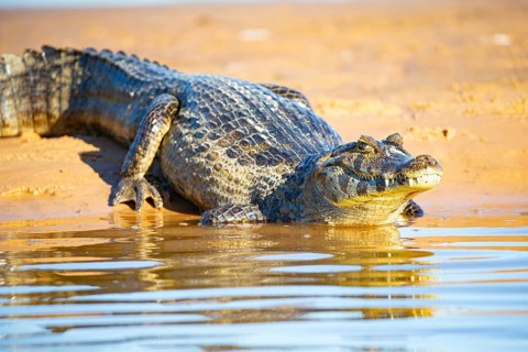 Spectacled caiman (Caiman crocodilius) Pantanal Brazil