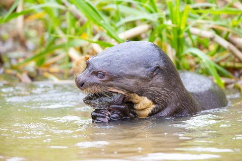 Giant otter (Pteronura brasiliensis) Pantanal Brazil