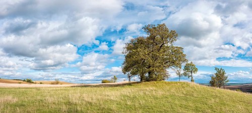 Napoleon's lime trees on the battlefield of 1806, Battle of Jena and Auerstedt, Thuringia, Germany,