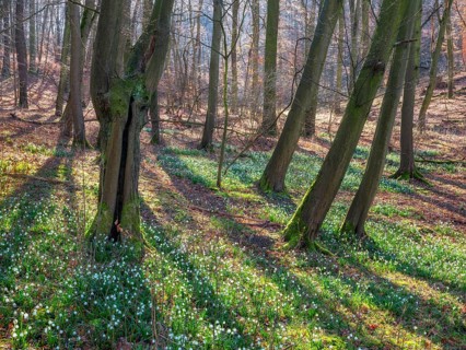 Sunny forest in early spring, spring snowflake in bloom (Leucojum vernum), Goseck, Saxony-Anhalt,