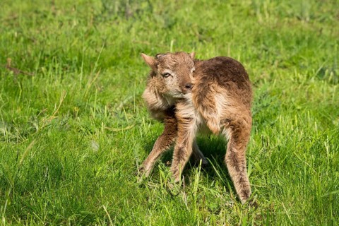 Little lamb, ram, brown, scratches himself, Ouessant sheep mix, grazing. Germany