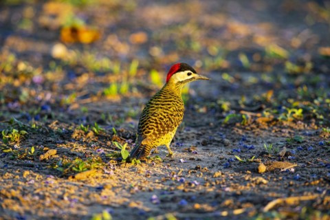 Green-banded Woodpecker (Colaptes melanochlorus) Pantanal Brazil