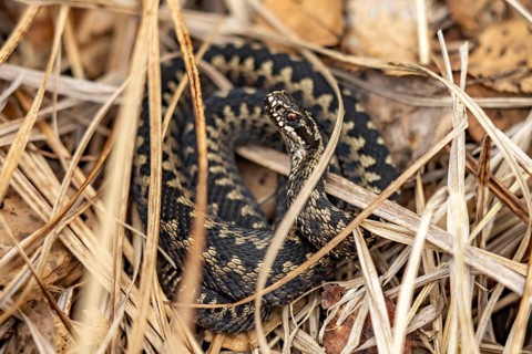 Adder Vipera berus in the Ribnitzer Großes Moor nature reserve near Graal-Müritz,