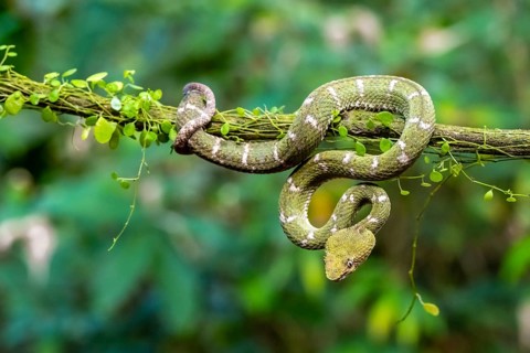 Griffin-tailed lance adder (Bothriechis schlegelii), green variety, sitting on a branch, Heredia
