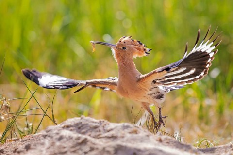 Hoopoe (Upupa epops) Bird of the Year 2022, male with food, bridal gift, mating, courtship,