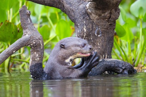 Giant otter (Pteronura brasiliensis) Pantanal Brazil